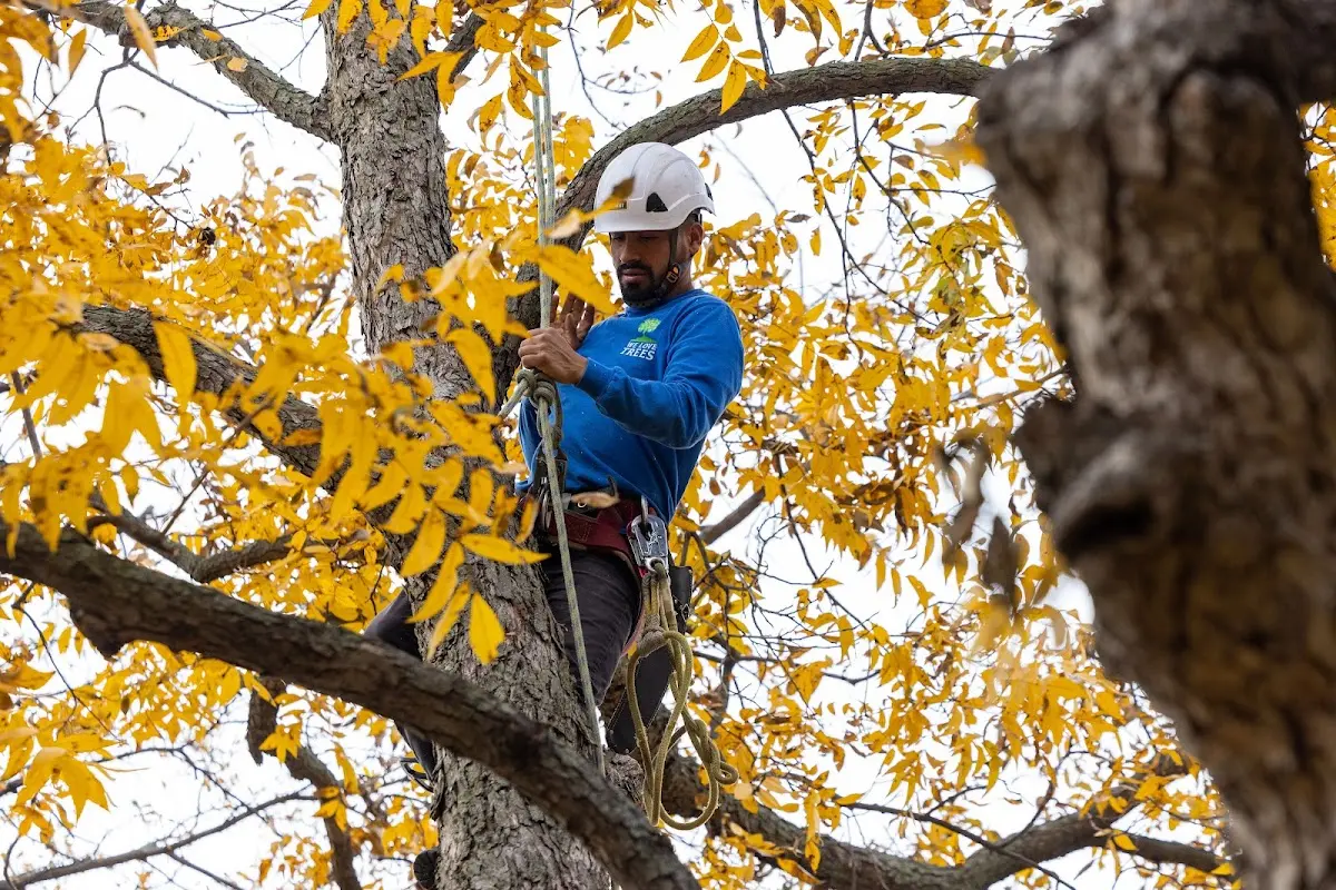 Skilled Tree Trimming crew working in Browns Valley